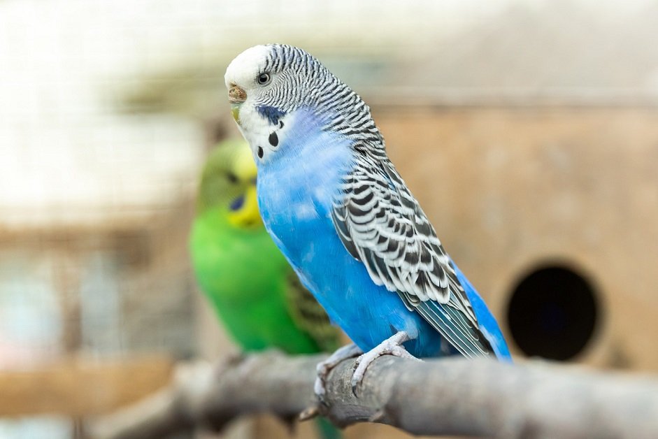 Parakeets low-maintenance pets