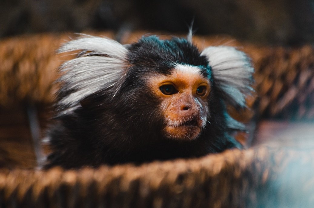 Exploring the World of Pet Monkeys Types, Guidelines, Cost