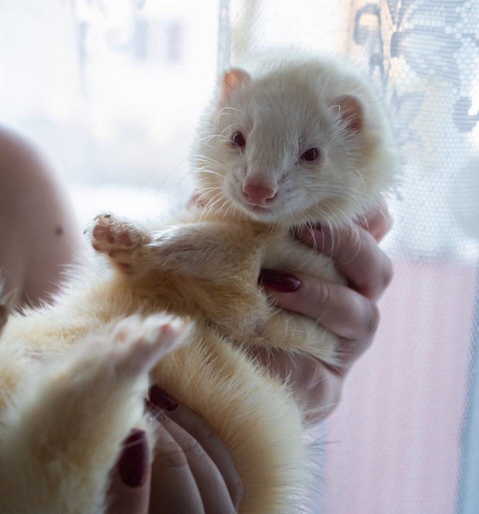 white ferret care