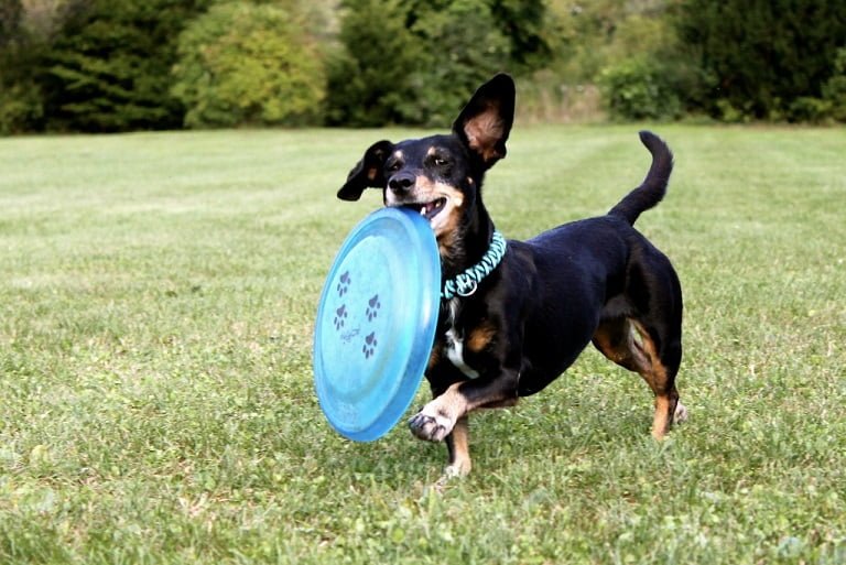 Frisbee for Dog