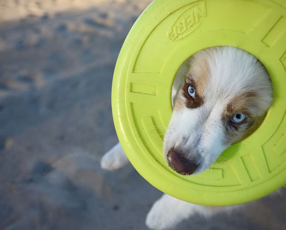 Fun Fetching Toys for Your Dog
