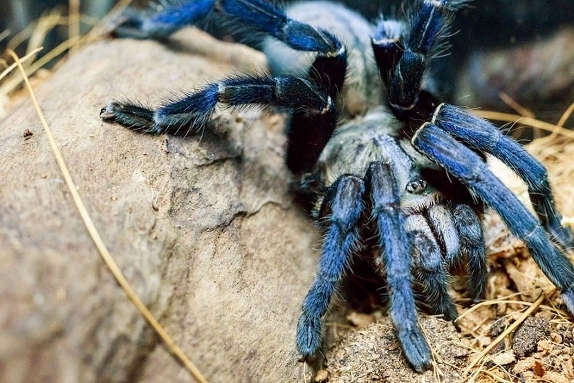 Blue Cobalt Tarantula spider