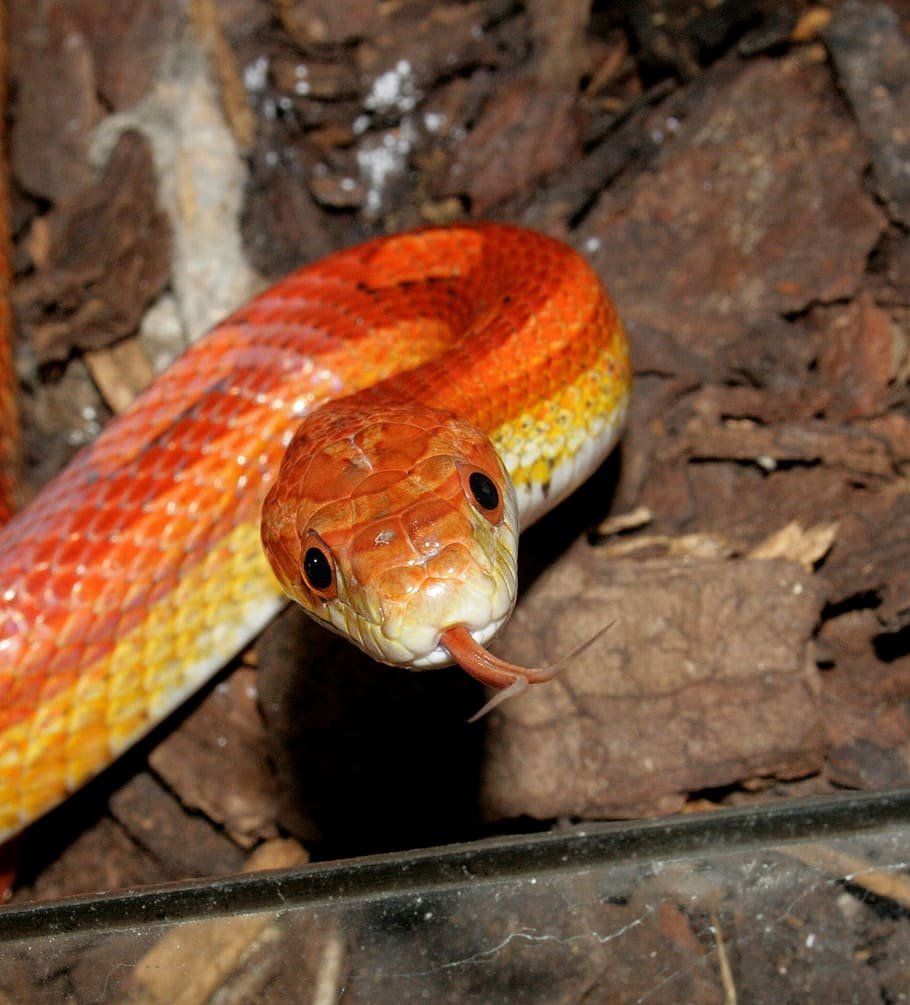 pet albino corn snake
