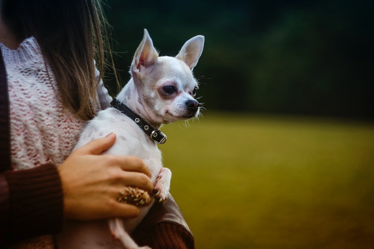Chihuahua dogie