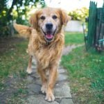 Tips to Improve Your Pet's Health