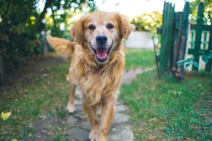 Tips to Improve Your Pet's Health