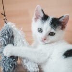 5 DIY Cat Toys Your Pet Will Love