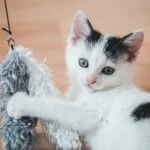 5 DIY Cat Toys Your Pet Will Love