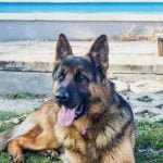 Best Guard Dog Breeds