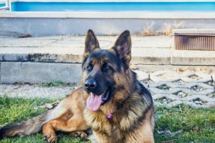 Best Guard Dog Breeds