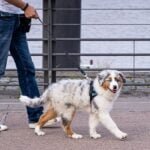 Stop Leash puling dog