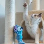 Perfect Living Space for Your Pet Cat