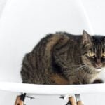 How to Train Your Pet Cat Basic Commands and Technique