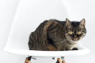 How to Train Your Pet Cat Basic Commands and Technique