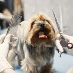 Pet Grooming
