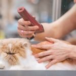 Pet grooming at home