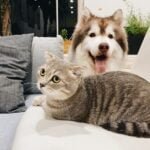 The Pros and Cons of Pets Adoption