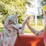 Tips for Pet Training