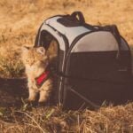 Traveling with Your Pet Cat