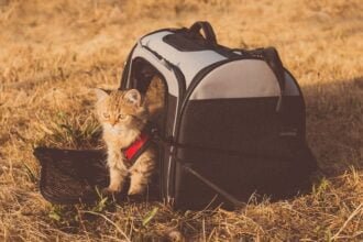 Traveling with Your Pet Cat