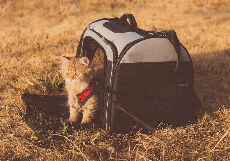 Traveling with Your Pet Cat