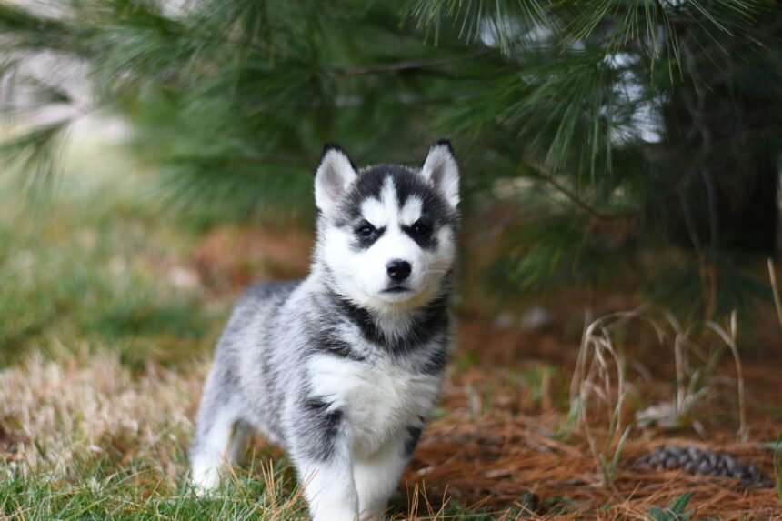 How to toilet train a puppy in just 7 days