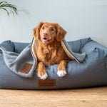 why my dog is shaking