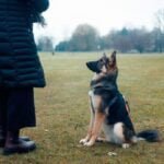 Behavior modification dog training