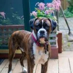 Boxer Dog
