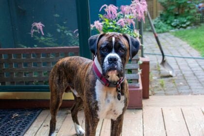 Boxer Dog