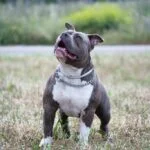 Bulldogges