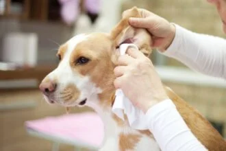 Dog Ear Cleaning