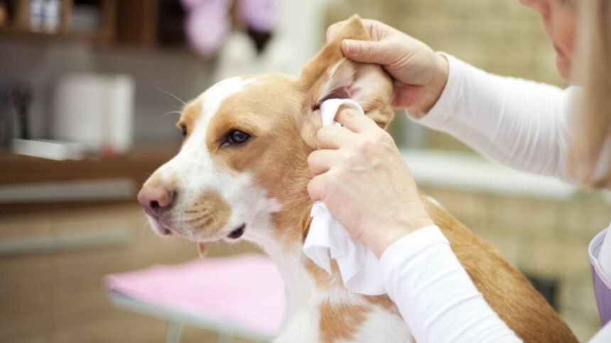 Dog Ear Cleaning