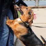 Dog from Jumping on People