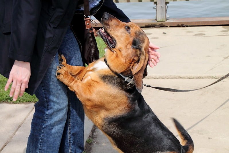 Dog from Jumping on People