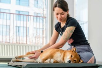 Dog Stretches health