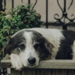 Essential Tips for Preventing and Treating Fleas