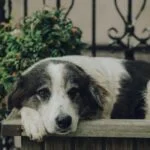 Essential Tips for Preventing and Treating Fleas