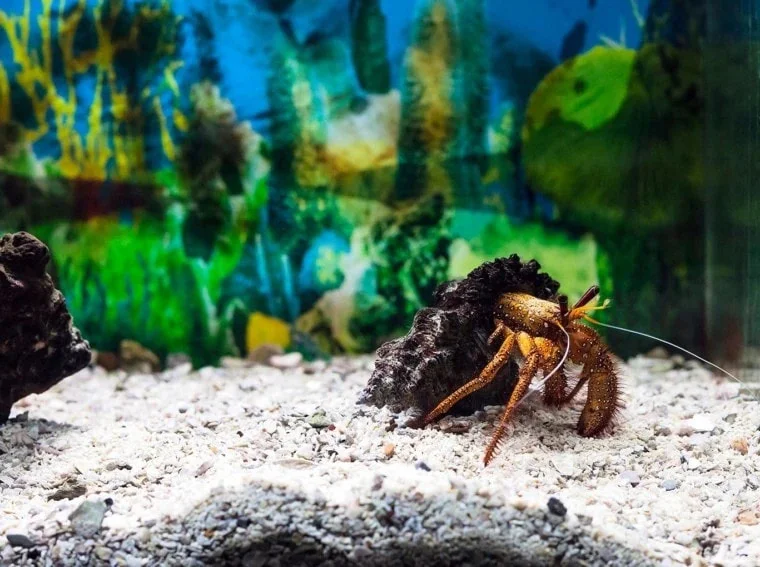 Hermit Crabs