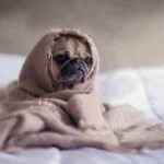 Identifying and Treating Common Dog Health Issues