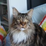 Maine Coon cats