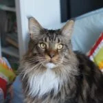 Maine Coon cats