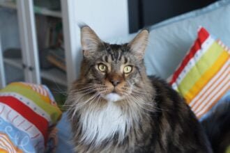Maine Coon cats