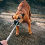Pet Dog Aggression