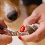 Pet Nail Trimming