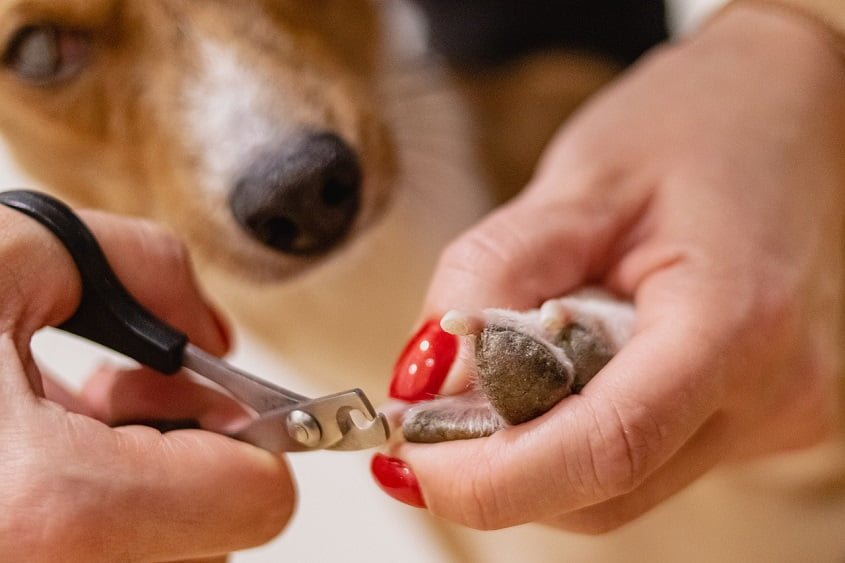 Pet Nail Trimming