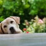 Separation anxiety in puppies