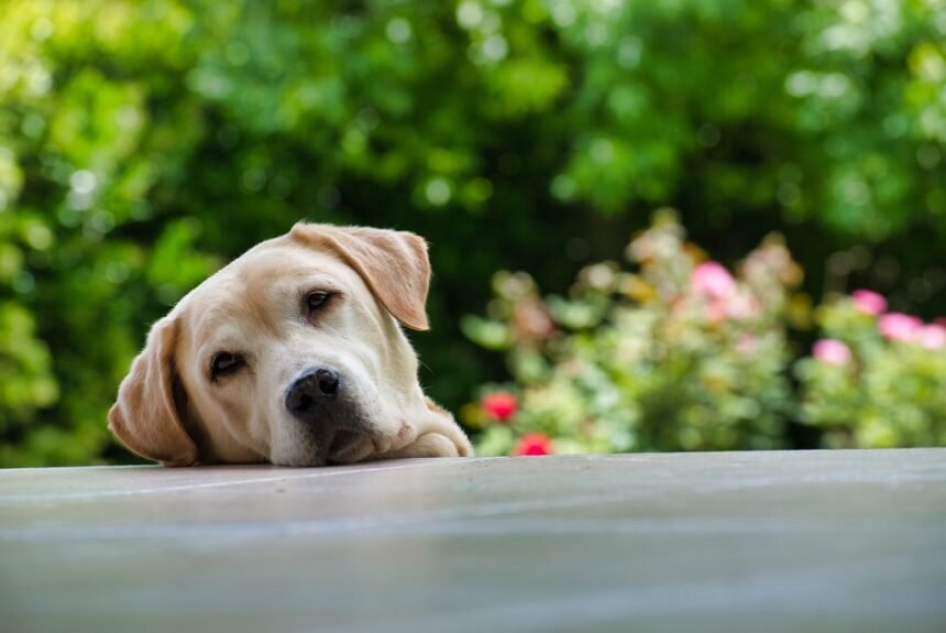 Separation anxiety in puppies