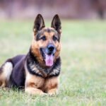 Short-Haired German Shepherds