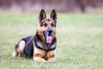 Short-Haired German Shepherds